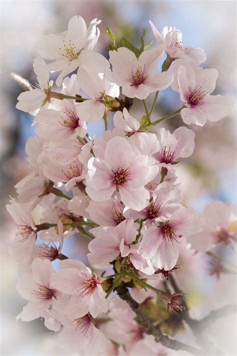 Kwiaty Kwiat Wi Ni Sakura Darmowe Zdj Cie Na Pixabay Pixabay