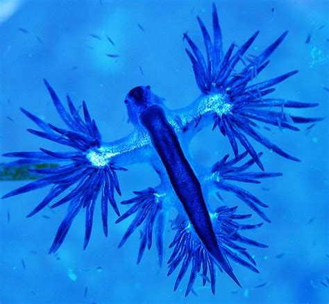 Glaucus Atlanticus Una Especie De Babosa Marina Cienciasbenito