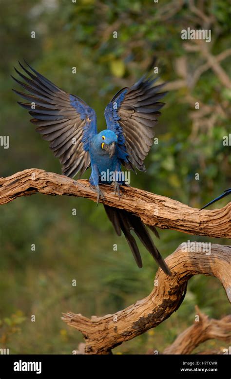 Hyacinth Macaw Anodorhynchus Hyacinthinus Landing On A Branch In