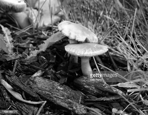 Toadstools In Lawn Photos And Premium High Res Pictures Getty Images