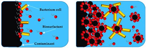 Illustration Of Biosurfactant Action On Petroleum Download