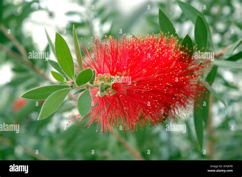 Callistemon Citrinus Splendens Fotos Und Bildmaterial In Hoher