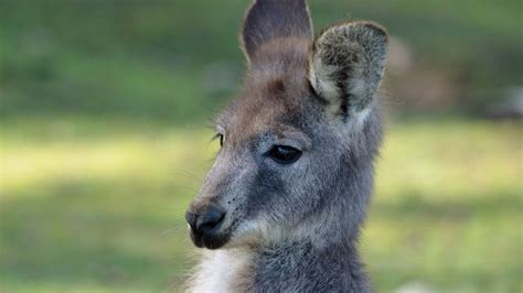 Fraser Coast Wildlife Sanctuary Inc. | Visit Fraser Coast