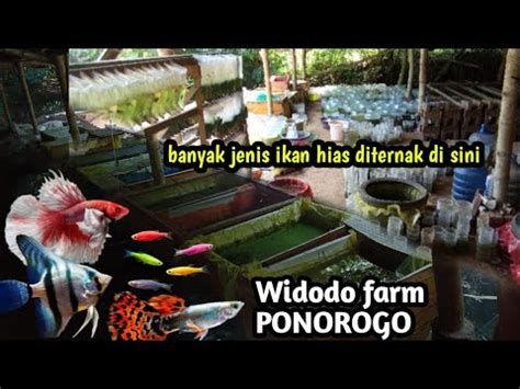 REVIEW FARM IKAN CUPANG DI PONOROGO Selain Cupang Ternyata Ternak