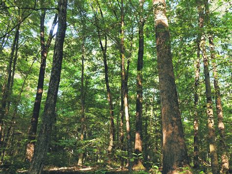 Yellowwood State Forest gains conservation area - Seymour Tribune