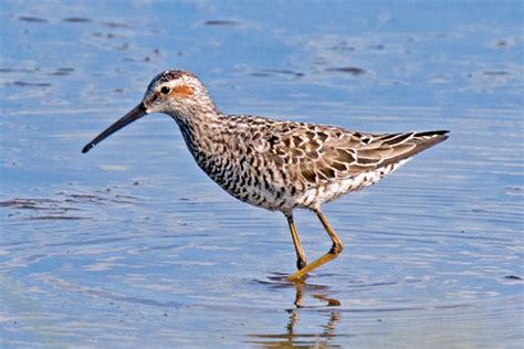 AA Bird Photography/waders/shorebirds/STILT SANDPIPER/Calidris himantopus/images/Australia/Eurasia