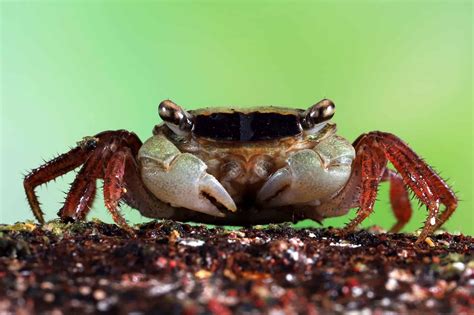 Vampire Crab: Species Profile, Care Guide & Pictures