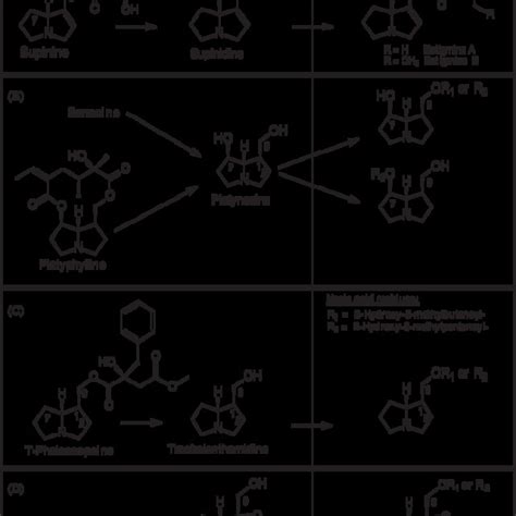 Metabolism Of Plant Acquired Pyrrolizidine Alkaloids By E Acrea A Download Scientific