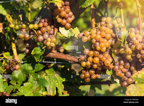 Weinberg Touren Fotos Und Bildmaterial In Hoher Aufl Sung Alamy