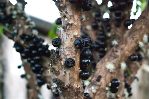 Jabuticaba A P Rola Brasileira Eleita A Melhor Fruta Brasileira Do