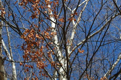 Autumn Naked Aspen And Birches Trees With Blue Sky Stock Image Image Of Active Outdoor