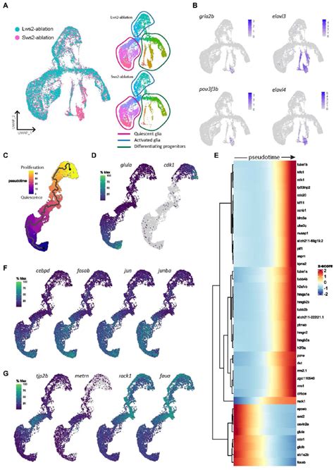 Gene Expression Modules In Activated Müller Glia Following