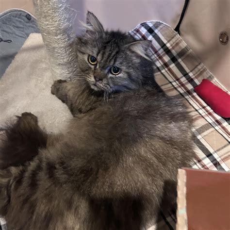 Sylvester - Adopted | Petfinder