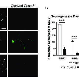 Depletion Of Kiaa By Crispr Interference Crispri A Workflow For