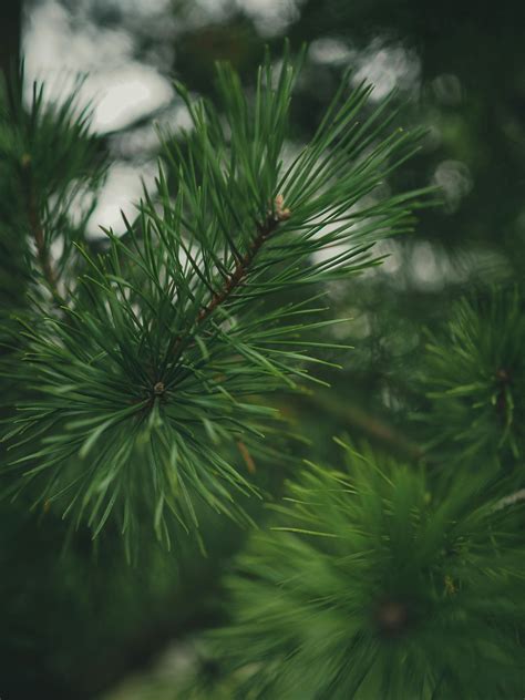 Close Up Photo of Pine Leaves · Free Stock Photo