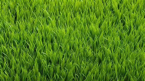 Green Grass Lawn Seamless Texture On The Backgrounds | JPG Free ...