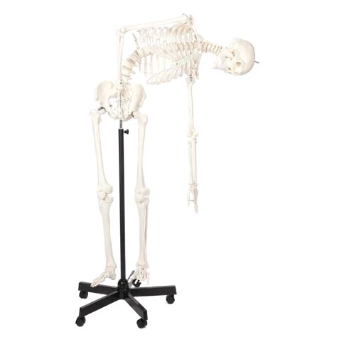 A Classic Flexible Human Skeleton Axis Scientific Ead Scientific