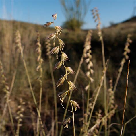 Galleta Grass Seed