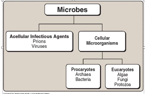 Microbiology Study Guide Unit 1 Flashcards Quizlet