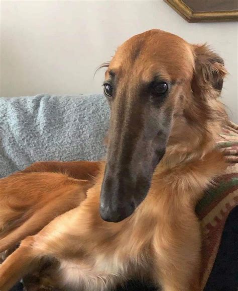 This Breed Of Dog Is Called A Borzoi It Has An Absolute Unit Of A