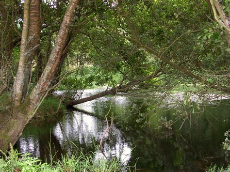 Free Images Landscape Tree Creek Swamp River Canal Stream