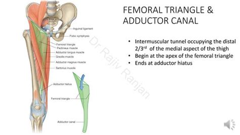 Femoral Triangle Subsartorial Canal PPT