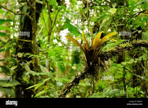 Central suriname nature reserve hi-res stock photography and images - Alamy