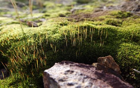 Wallpaper Rock Nature Macro Moss Green Wildlife Algae Tree