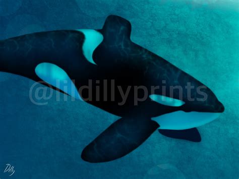 Tilikum Orca Whale Print - Etsy