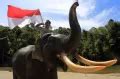 Foto Pengibaran Bendera Merah Putih Bersama Gajah Sumatera