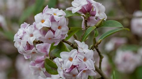 9 Flowering Daphne Varieties For Your Landscape