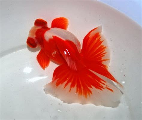 Ikan Maskoki Butterfly Jikin Goldfish Dunia Akuarium