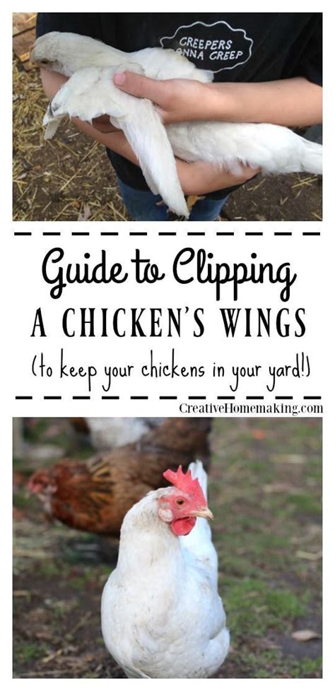 Complete Guide To Clipping A Chickens Wings To Keep Your Chickens In