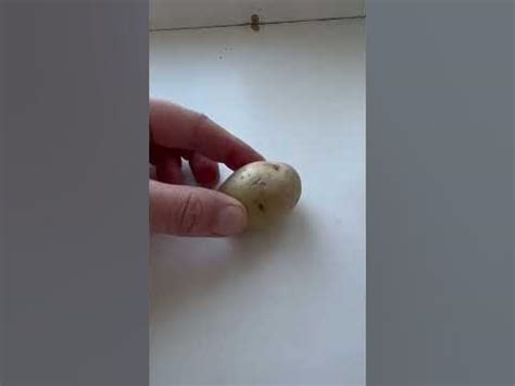 Как грецкие орехи 🌰 колоть. Показываю , а вы запоминайте! А лучше ...