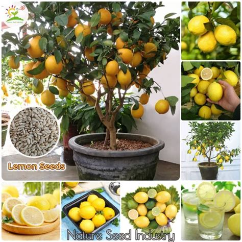 Fast Germination Biji Benih Dwarf Lemon Tree Seeds For Planting Easy