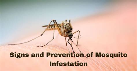 Signs and Prevention of Mosquito Infestation