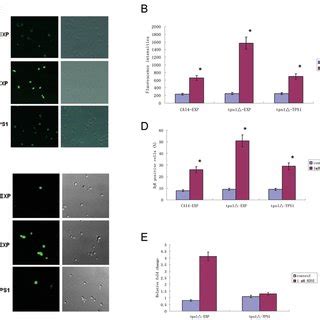 Effects Of Trehalose Accumulation On H O Induced Apoptosis And Ros