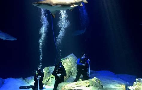 What Time Does The Coney Island Aquarium Open - Aquarium Views