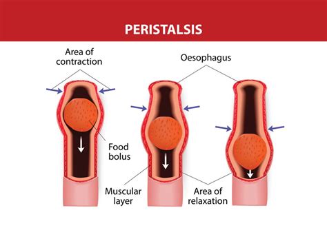 peristalsis-control-mechanism - Florite Inc.