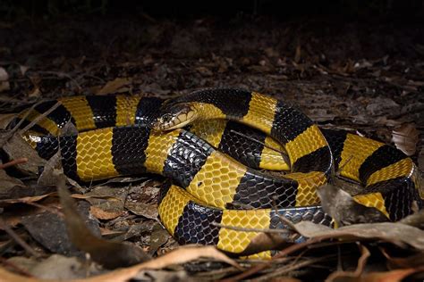 9 Dangerous Venomous Colorful Snakes - WhatDeWhat