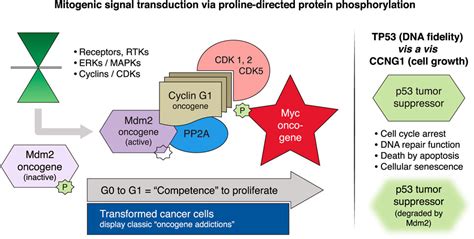 Frontiers Three Year Results Of Blessed Expanded Access For DeltaRex