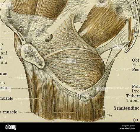 Sínfisis del pubis fotografías e imágenes de alta resolución Alamy