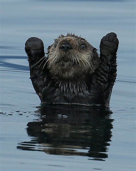 Photography of Cute and Funny Sea Otter with Humanized Expression ...