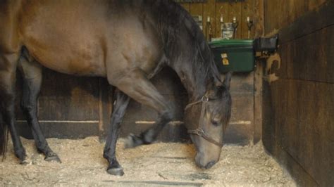 Equine & Science - For equine professionals - Reducing pawing in horses ...