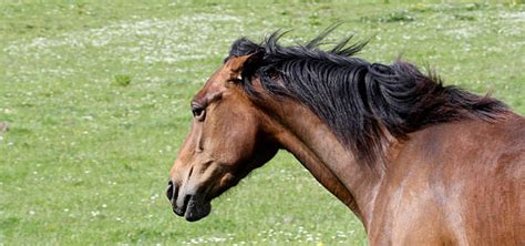 Angry Horse Stock Photos Pictures And Royalty Free Images Istock