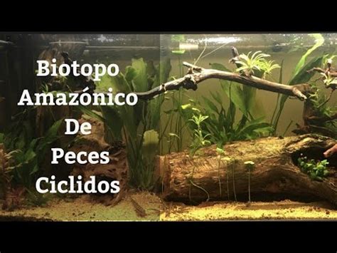 Biotopo Amazónico De Peces Ciclidos Y Especies Compatibles Acuarios