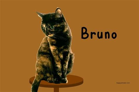 270+ Brown Cat Names So Good You'll Want To Choose Two