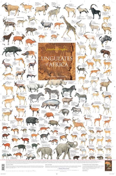 Ungulates of Africa | Korck Posters