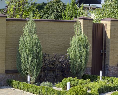 Buy Juniperus Scopulorum Skyrocket Rocky Mountain Juniper Conifer