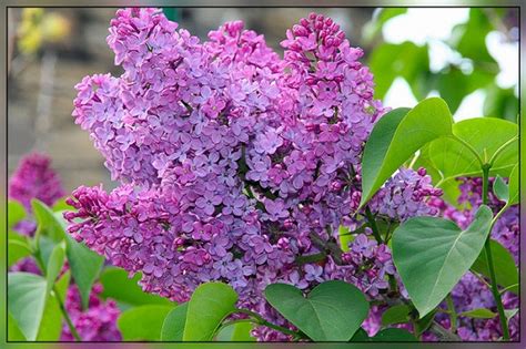 Обои для рабочего стола Сирень обыкновенная фото - Раздел обоев: Цветы